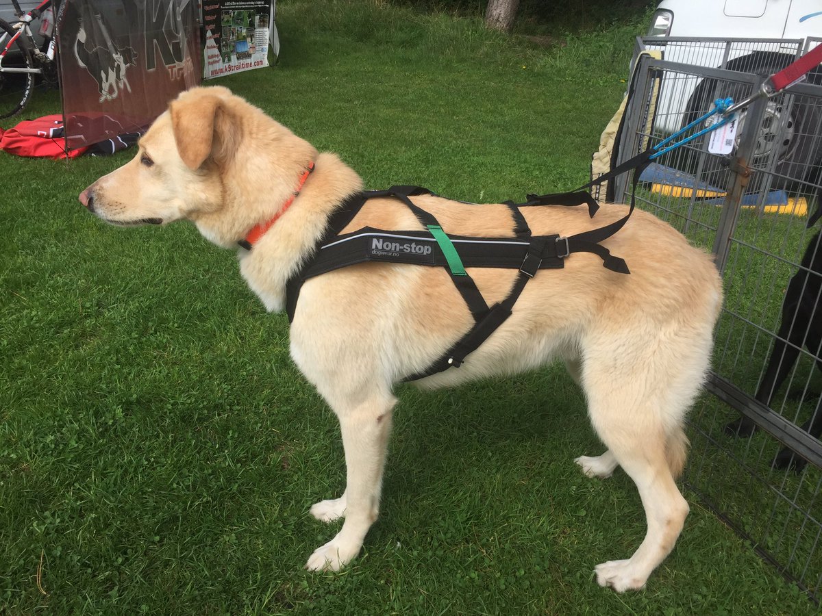 K9TrailTime's tweet photo. One of our lovely customers in his new @Nstopdogwearuk Freemotion harness, such a handsome boy 😍 #activedogsarehappydogs #canicross #rundogs https://t.co/1UAxHl2Jww