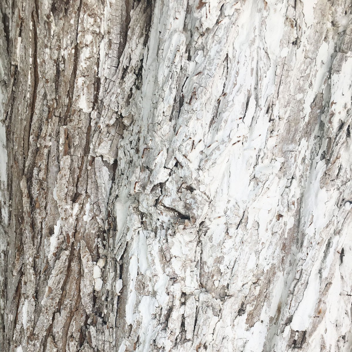 PATTERNITWEET's tweet photo. BARK BRILLIANCE
#texture #pattern #greece #exploreinterconnectivity #tree #PATTERNITY https://t.co/FPh60AZEUN