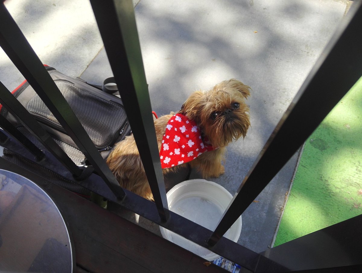 He enjoyed watching us eat a MASSIVE burger at #HamburgerMarysDiner on Davie #foodie #dogfriendly #Vancouver