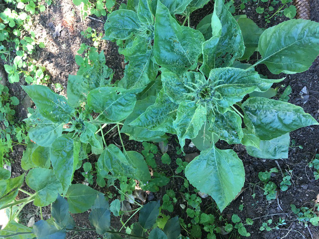 SueMoorcroft's tweet photo. .@Lindahill50Hill My #jfth sunflowers are only in bud. C'mon sunflowers! https://t.co/RaOgGZLIIX