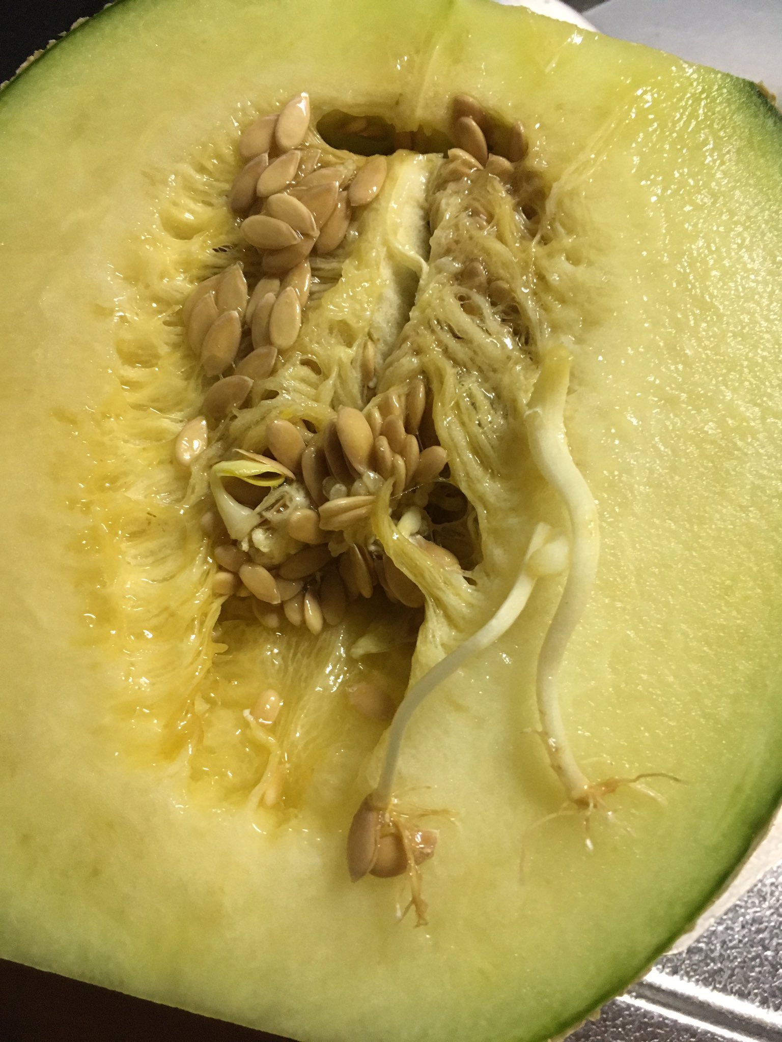 あさみ メロン切ったら 中で発芽してた メロンもやし ちなみに 食べれるけど甘くない