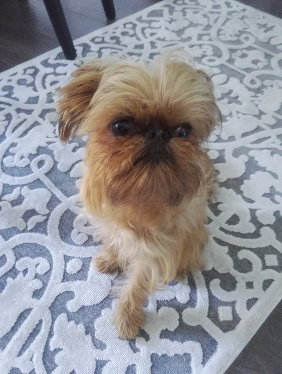 Hello <a href="/oddspirits/">Odd Society Spirits</a> - I hope to visit you soon; do you have somewhere I could sit? Preferably right next to my owner. Thanks 🐾