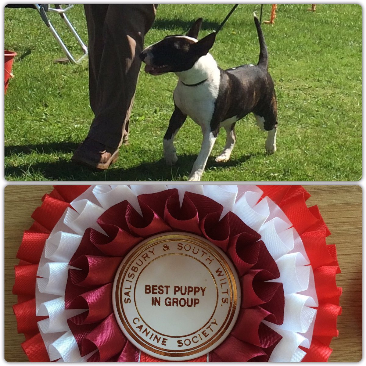 lawrence_dogs's tweet photo. Bonnie has just beaten 100+ dogs in her puppy group to WIN Best Puppy! https://t.co/mHH5v3ISi0
