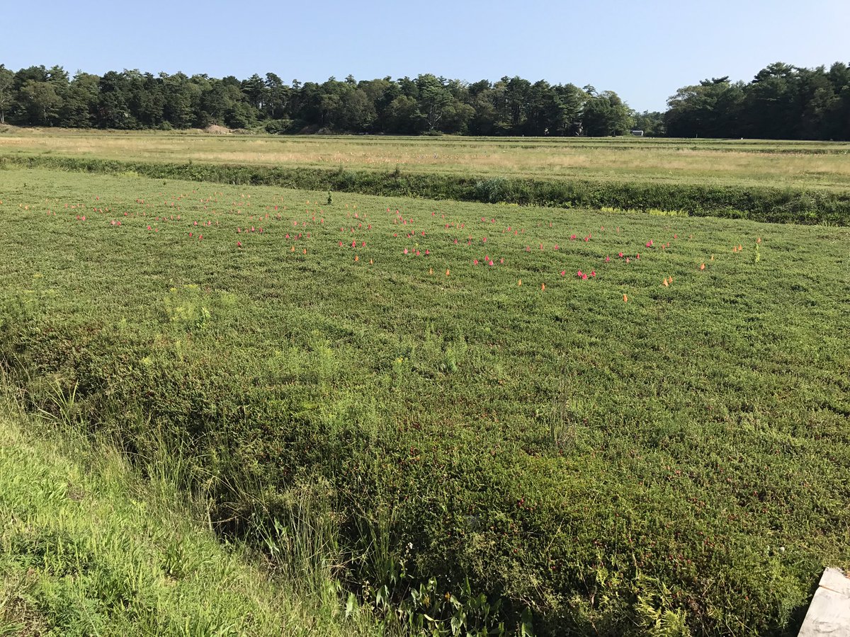 Jed Colquhoun tweet media