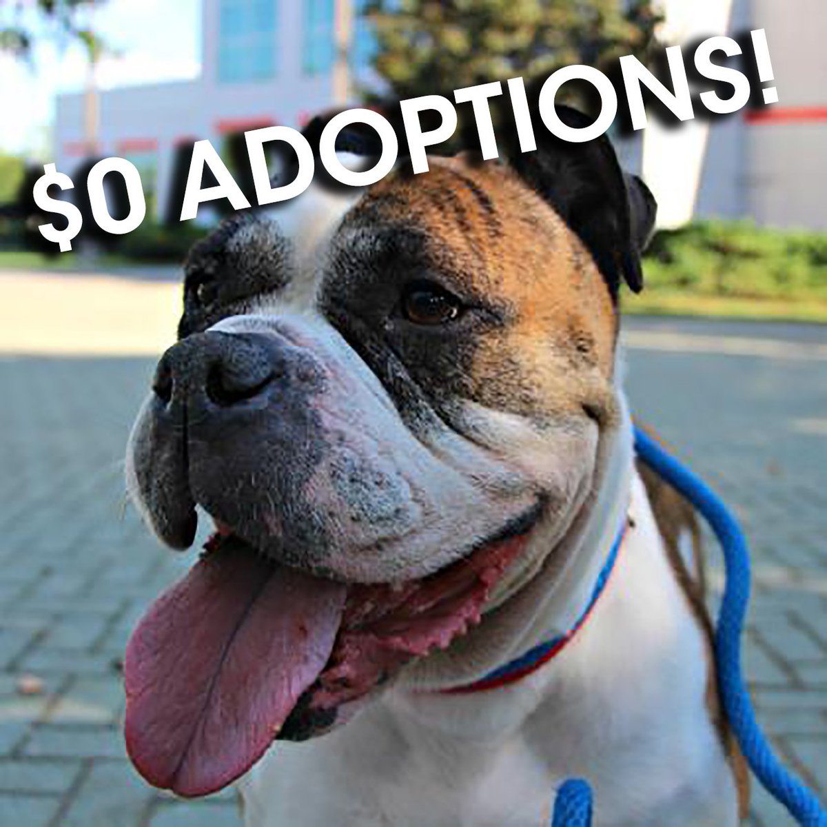 atlantahumane's tweet photo. Fee-waived adoptions y'all! Now through Thursday on all dogs and cats one year and up! https://t.co/8SULkzvtEB