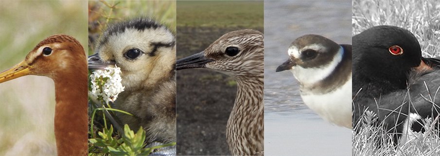 Camilo_Carneiro's tweet photo. Wanna know how waders did in Iceland last summer? And have an overview of our research on them?
https://t.co/S66ZPyx682 https://t.co/QhEjYE44dE