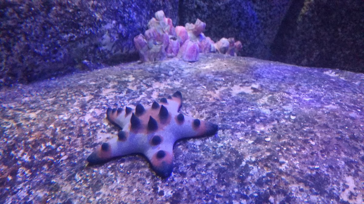 DaGalloStudio's tweet photo. Bom domingo!! #cenografia tanque das #starfish no AquaRio #aquariomarinhodorio feita por #gallostudio #rochaartificia #fiberglass #artwork https://t.co/GV4Sq77sBn