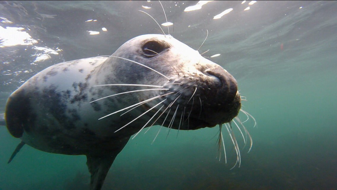 utterleyoutdoor's tweet photo. Hiyaaaa! #farneislands #scubadiving #womenindiving @GoPro @ImmerseDiving https://t.co/Ao7vUoNyyj