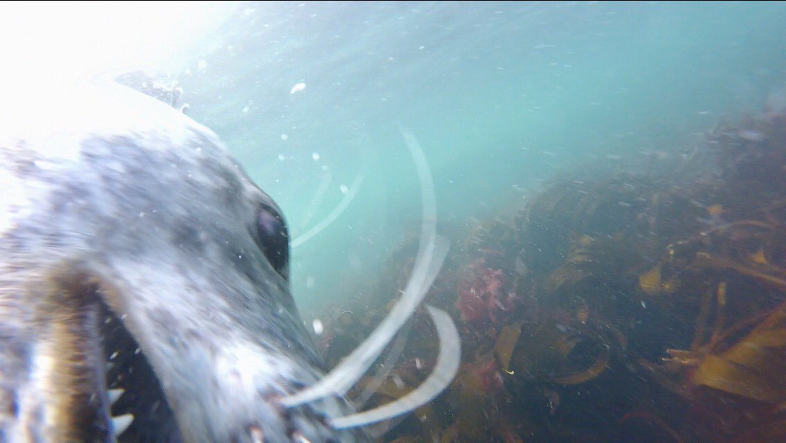 utterleyoutdoor's tweet photo. Hiyaaaa! #farneislands #scubadiving #womenindiving @GoPro @ImmerseDiving https://t.co/Ao7vUoNyyj