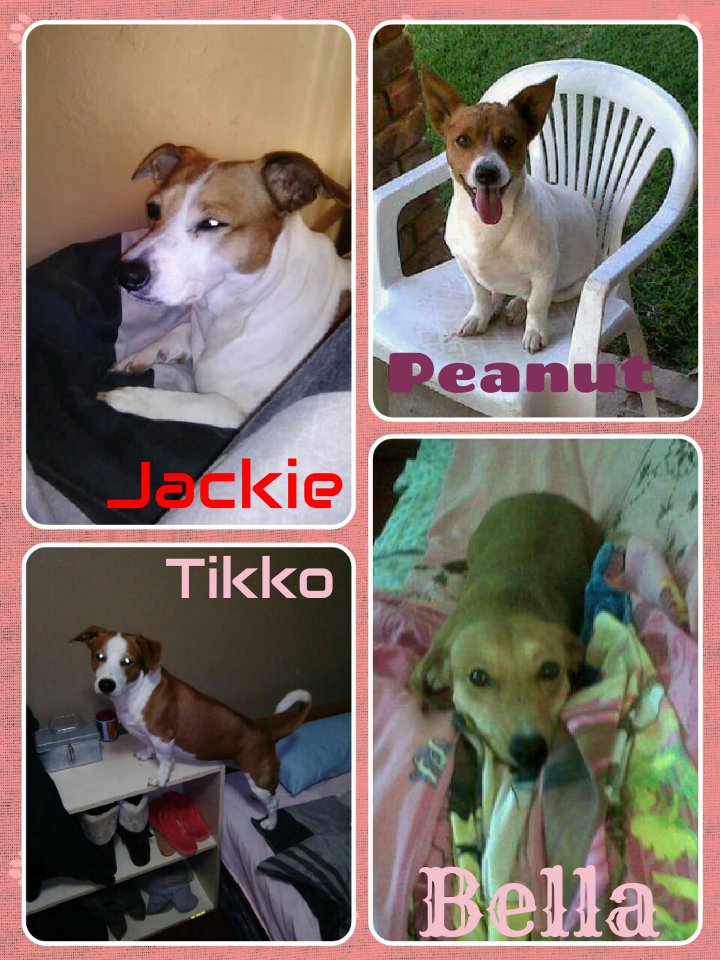 KatPrinsloo's tweet image. My babies