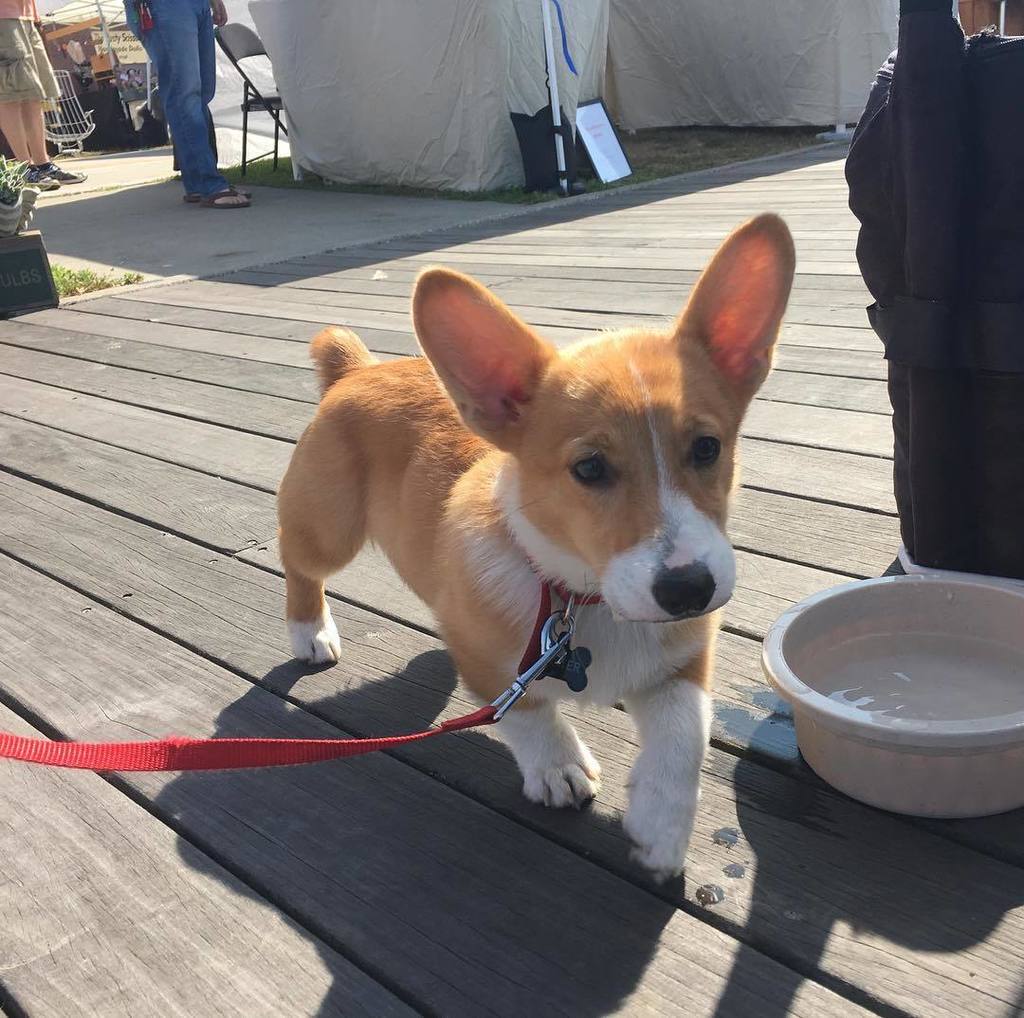 ProvidenceFlea's tweet photo. Say hi to Carter! We're leashed-dog friendly. Stop in at the info booth for water and treats. #cuteoverload #pvdfl… https://t.co/sZhyZIj7vd https://t.co/dSED6pr9dM