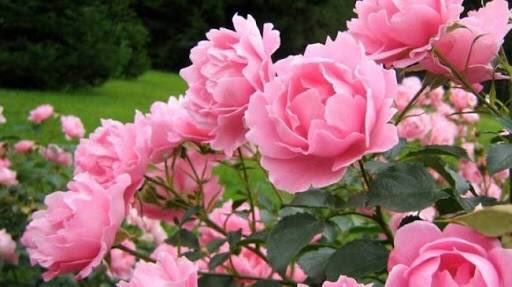 foo_faith's tweet photo. flower @edwinsiesun1 https://t.co/5zf8o5z6vC