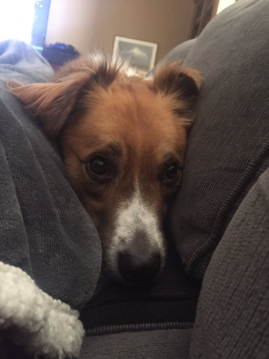 Leon_The_Dog's tweet photo. This is my pitiful look....Are you sure I can't have a bite of your Sunday eggs?  #itworked #hehe https://t.co/2LZUcPS14X