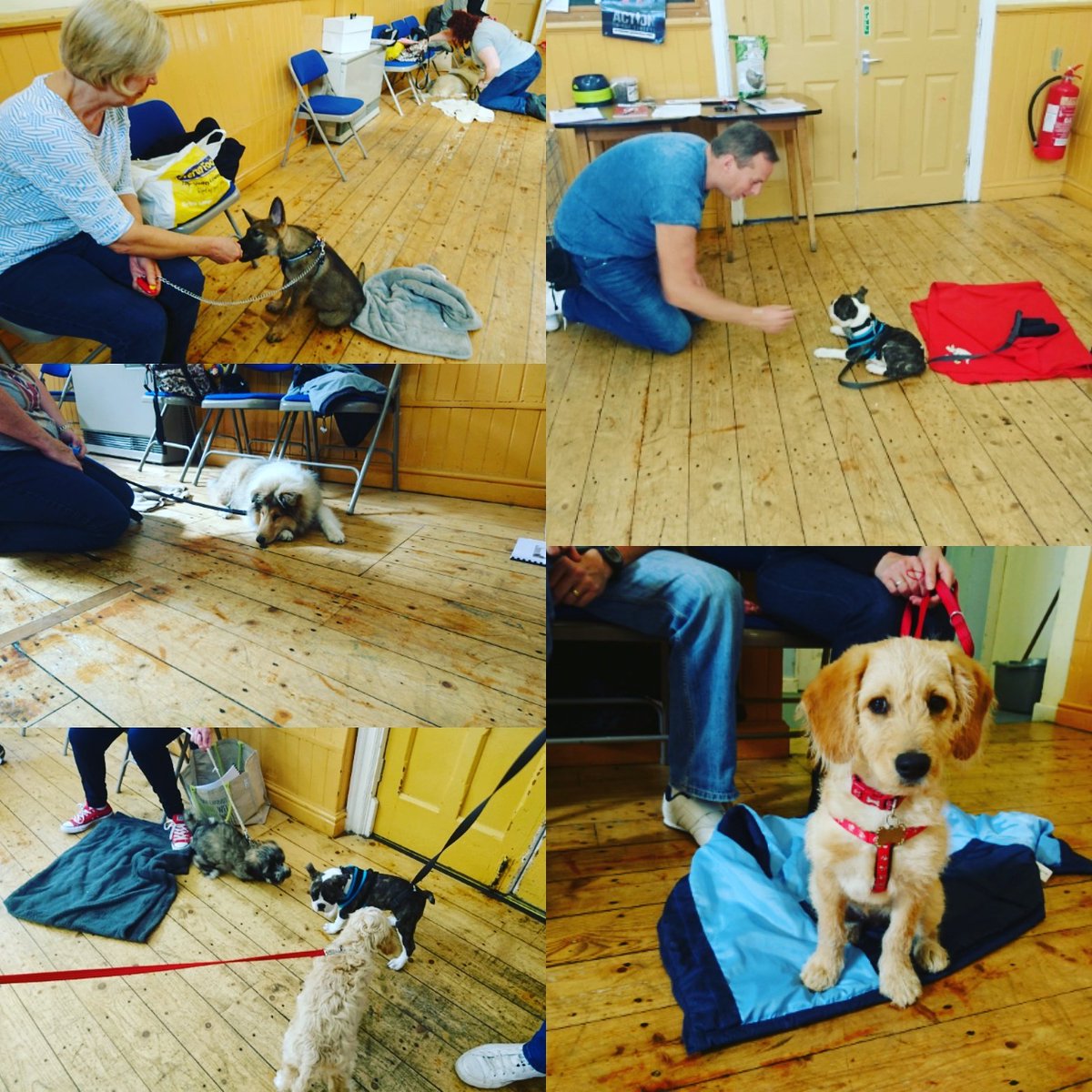 jopaydogtrainer's tweet photo. Puppies 💙 
Week one of a new term, shaping lives of little furries 
#jopay
#jopaydogtrainer
#forcefreetraining
#standishdogtrainer https://t.co/je1iNkJVZa