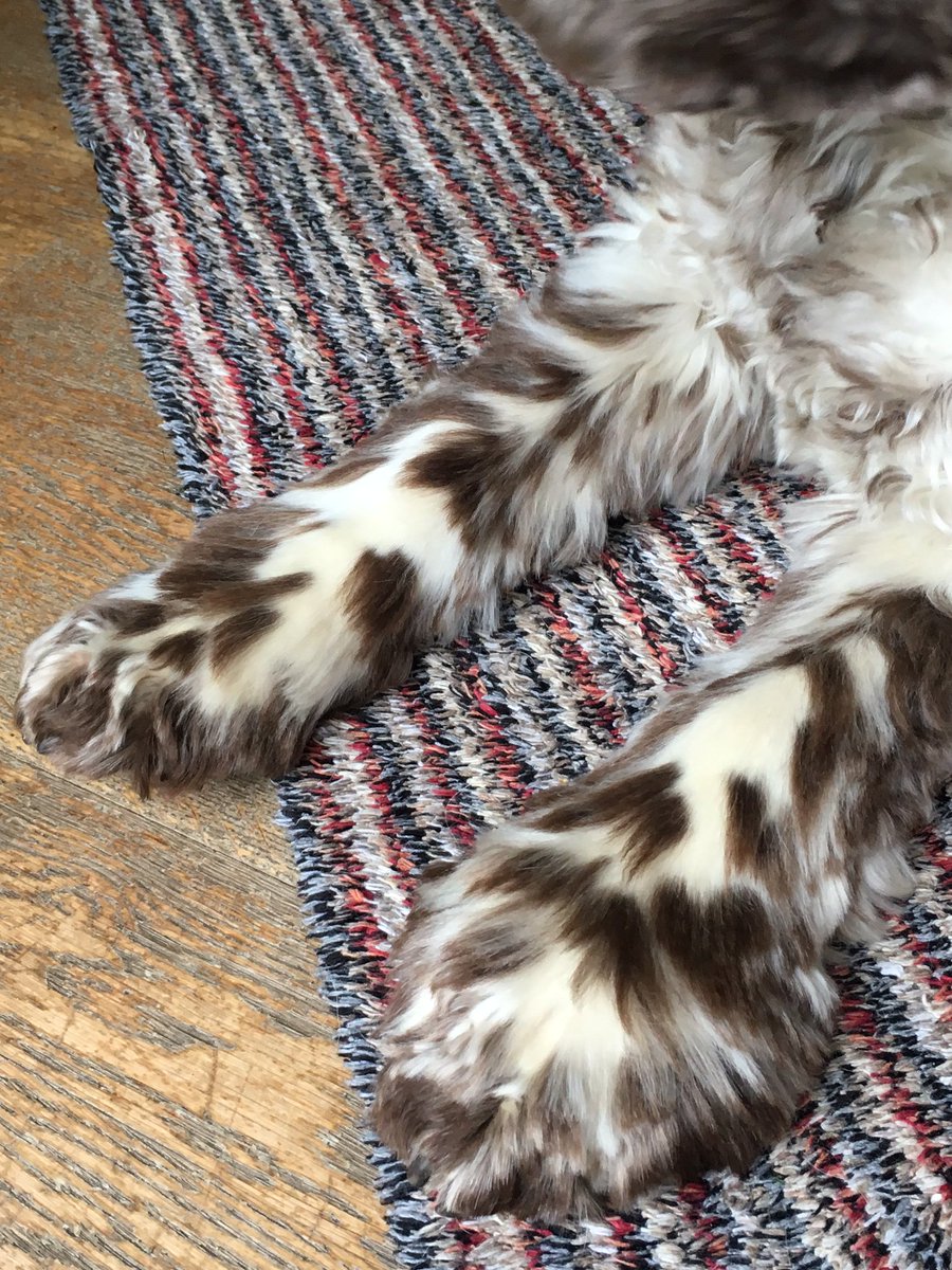 Cheshire_Pet's tweet image. Grass seeds get lodged in dog's eyes, ears &amp;amp; the pads on their feet which can cause infection. To avoid this we advocate regular trimming