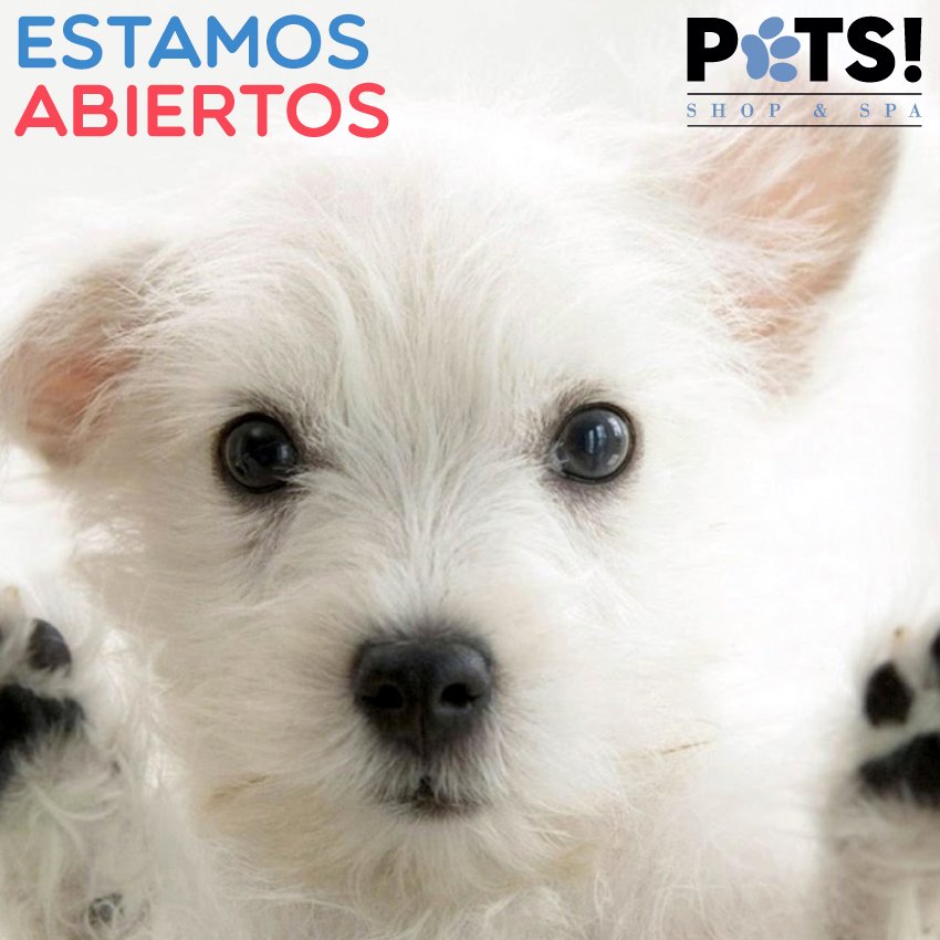 PetsShopandSpa's tweet photo. ¡Ya estamos abiertos! Te estamos esperando para cuidar de tu peludo como se lo merece https://t.co/GmdjeDxHol