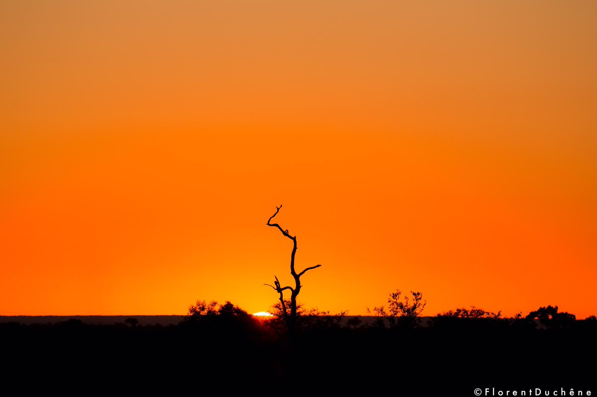 floduche's tweet photo. Première photo sur twitter ! #sunrise #safari #Africa #colors https://t.co/E7r8IRiJJd
