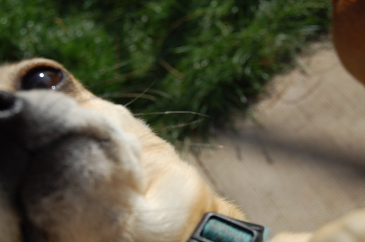 Wan_sum_fuk's tweet photo. Model dog of the year. https://t.co/qhzo6YogJs