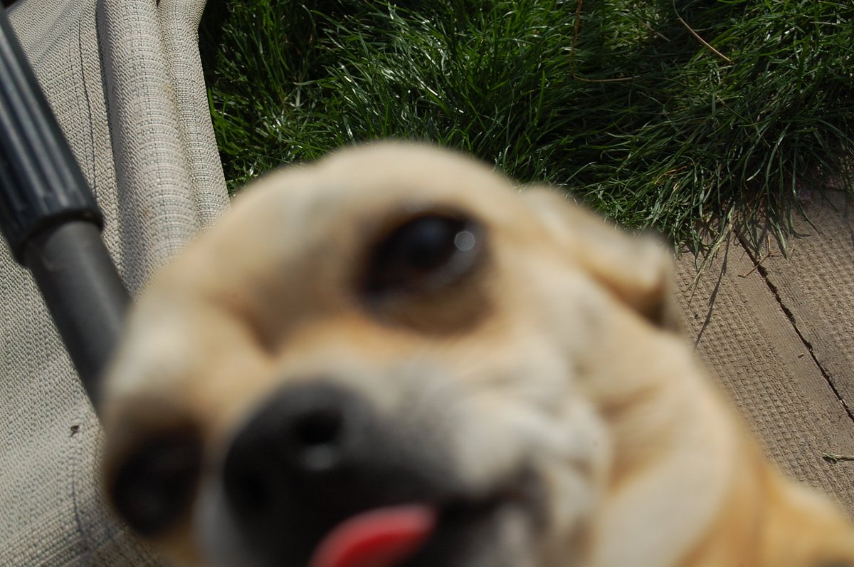 Wan_sum_fuk's tweet photo. Model dog of the year. https://t.co/qhzo6YogJs
