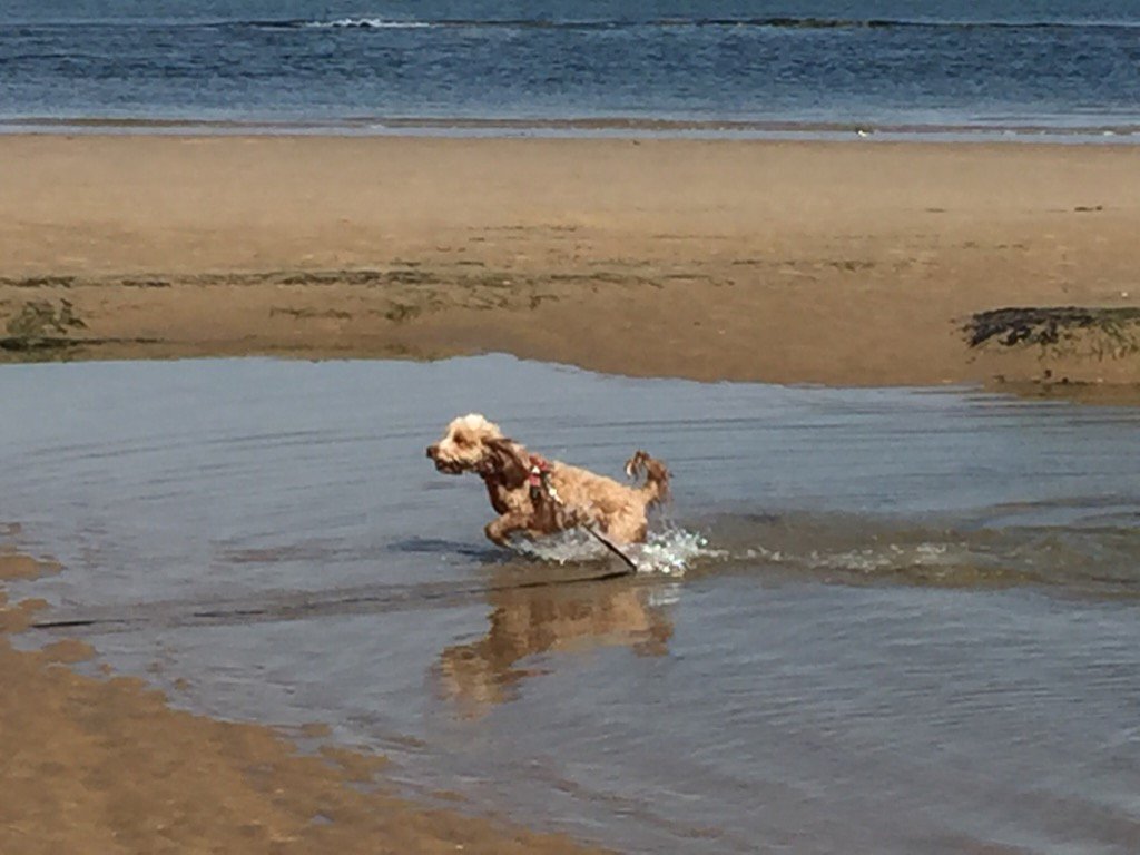 physactjackie's tweet photo. Feeling poorly but a walk on the beach was lovely #NursesActive #WeActiveChallenge2017 @HelenKirkOH @PHE_NorthEast https://t.co/N3JuqEtWzu