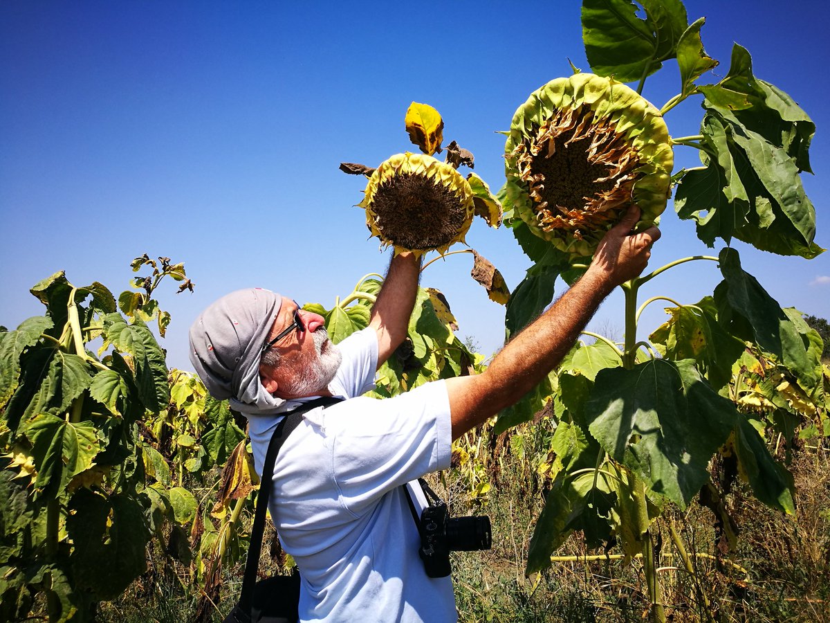 Ayçiçekte Harman vakti