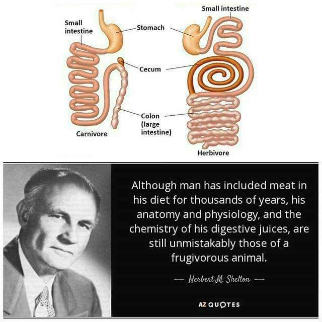 We were designed to be #vegan
