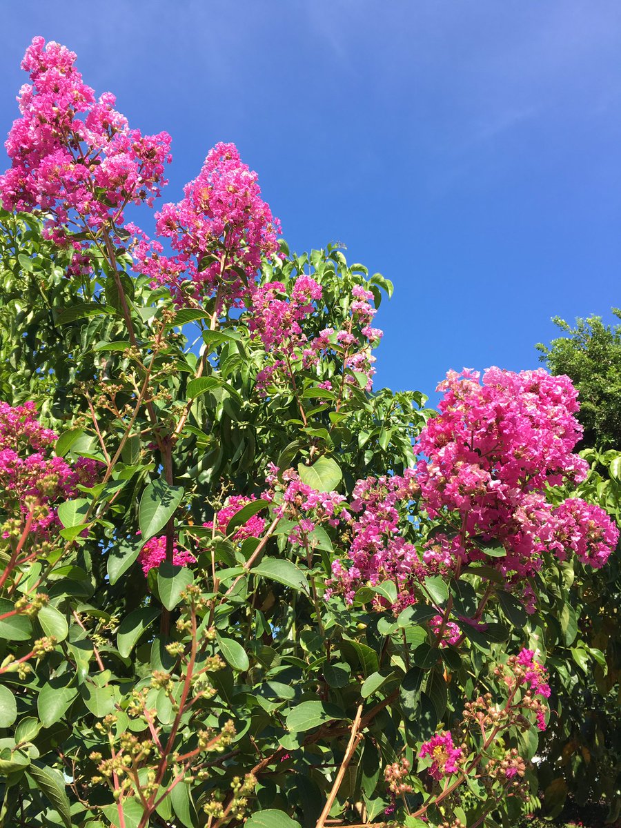 murmurofwinds2's tweet photo. 強烈な陽射しに百日紅の花。台北では八月に入ってから毎日にように猛暑日が続いていて、人は暑い暑いと日蔭で涼をとって過ごしているけれど、晴れ晴れと咲き誇る花の強さに圧倒されそうになる。繁忙な暮らしの中、花の脇でフーッと深呼吸…自分を取り戻す貴重なひと時。元気で迎えたいな、九月長月。 https://t.co/Q7WWnCDAga