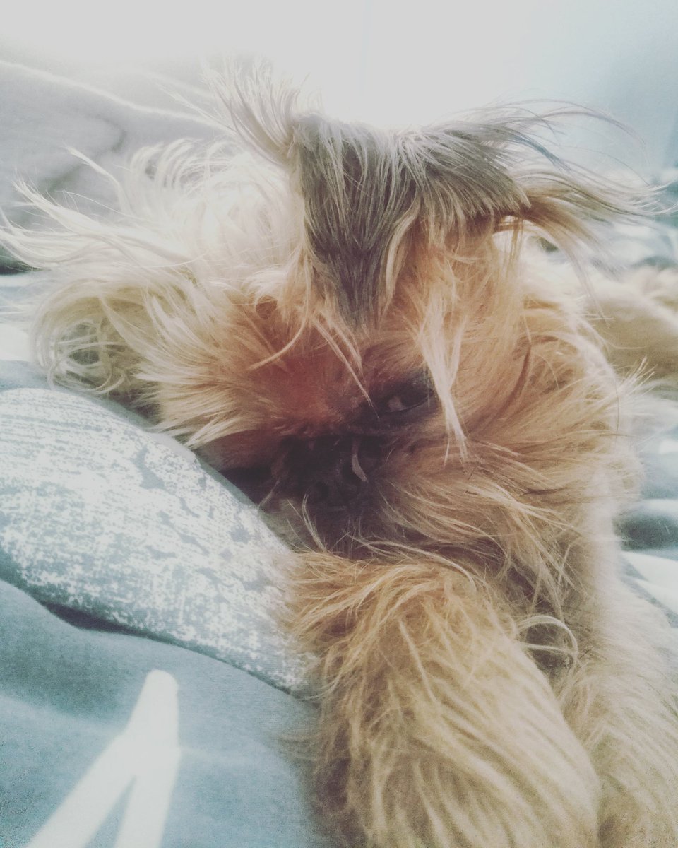 Hello, #Vancouver! I'm not a morning dog, but I must get up and go to the Farmers Market at Dude Chilling Park soon! #dogfriendly #foodie 🐾