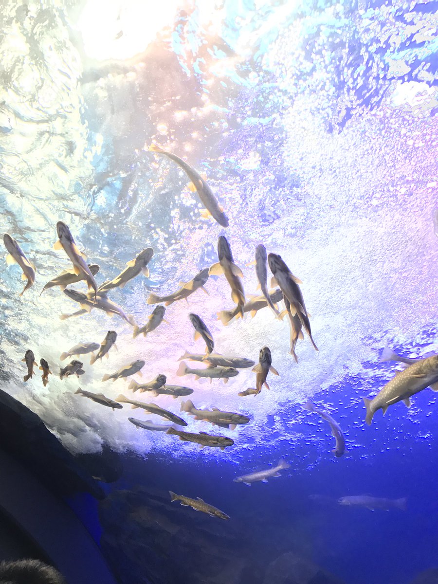 金目鯛 タカマサ マサ 山の水族館 北の大地の水族館 めっちゃ綺麗に撮れたから壁紙とかに使っていいよ