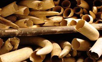 _JaneDoe13's tweet photo. Non-consumptive wildlife watchers contribute far MORE to local economies than hunters do! #OpFunKill #HunterLies #vegan https://t.co/NeHfy1IRLp