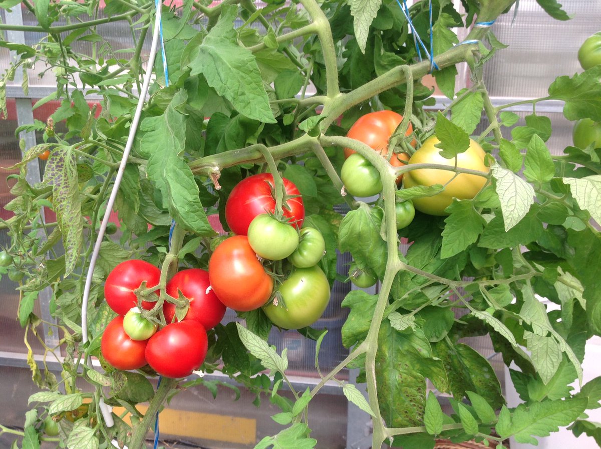 Cntrygrn's tweet photo. U-Pick vine ripened tomatoes open12:00-5 at Country Road Greenhouses #yegfoodie #shopshpk https://t.co/8Id9sHVfCa