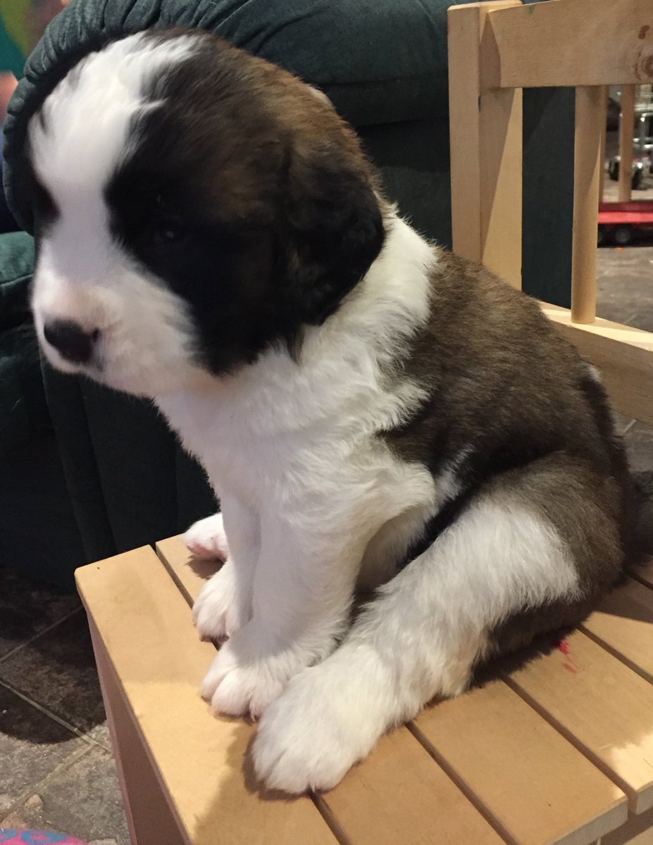 farmerswife79's tweet photo. Beautiful puppies, full of love, for sale!  https://t.co/IKwDgRmbuO https://t.co/S0kvlzWeJk