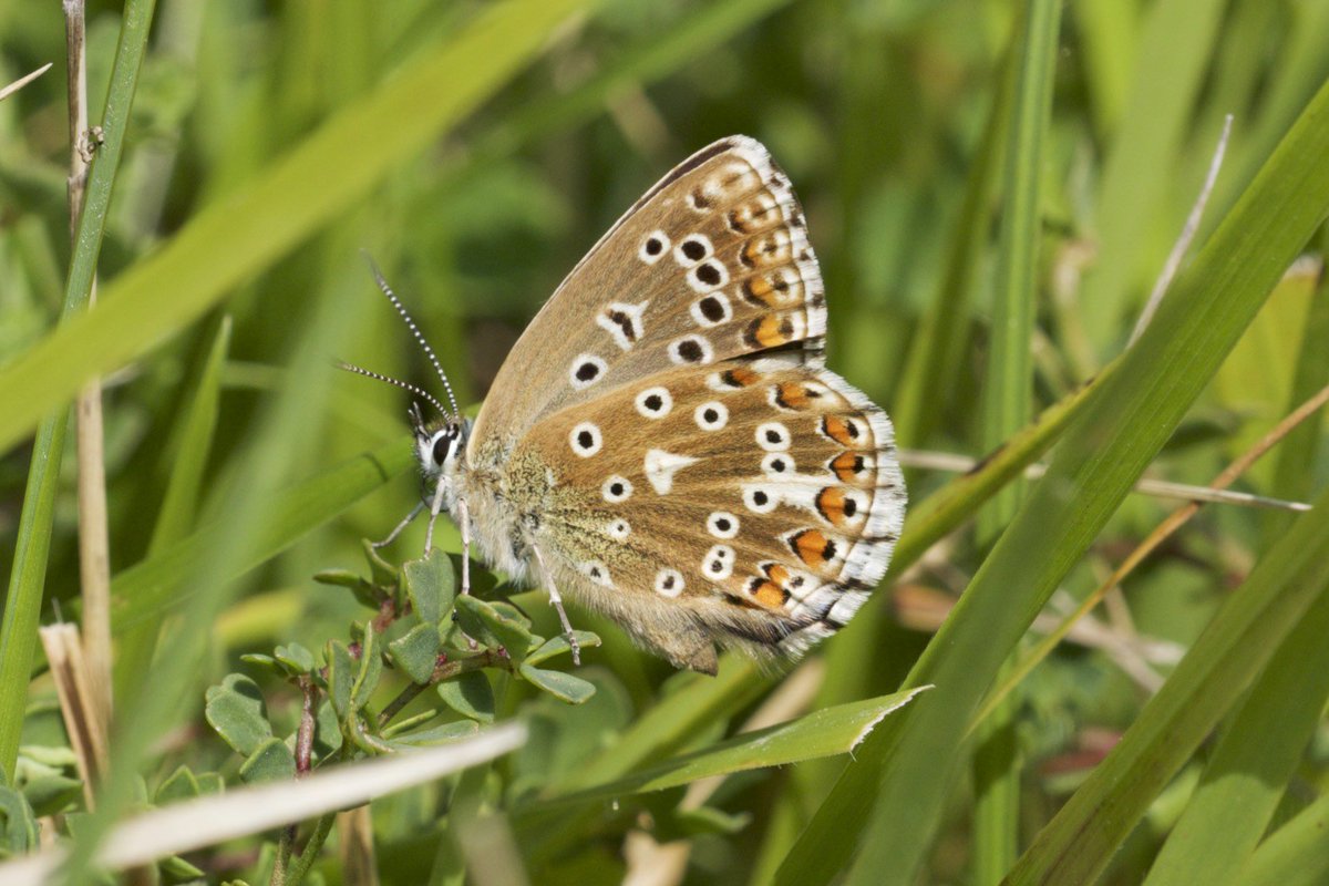 SteyningDScheme's tweet photo. Lots of Adonis Blue action on the Rifle Range &amp; Steyning Coombe today. Bodes very well for next year. https://t.co/TWtmFhq7f7