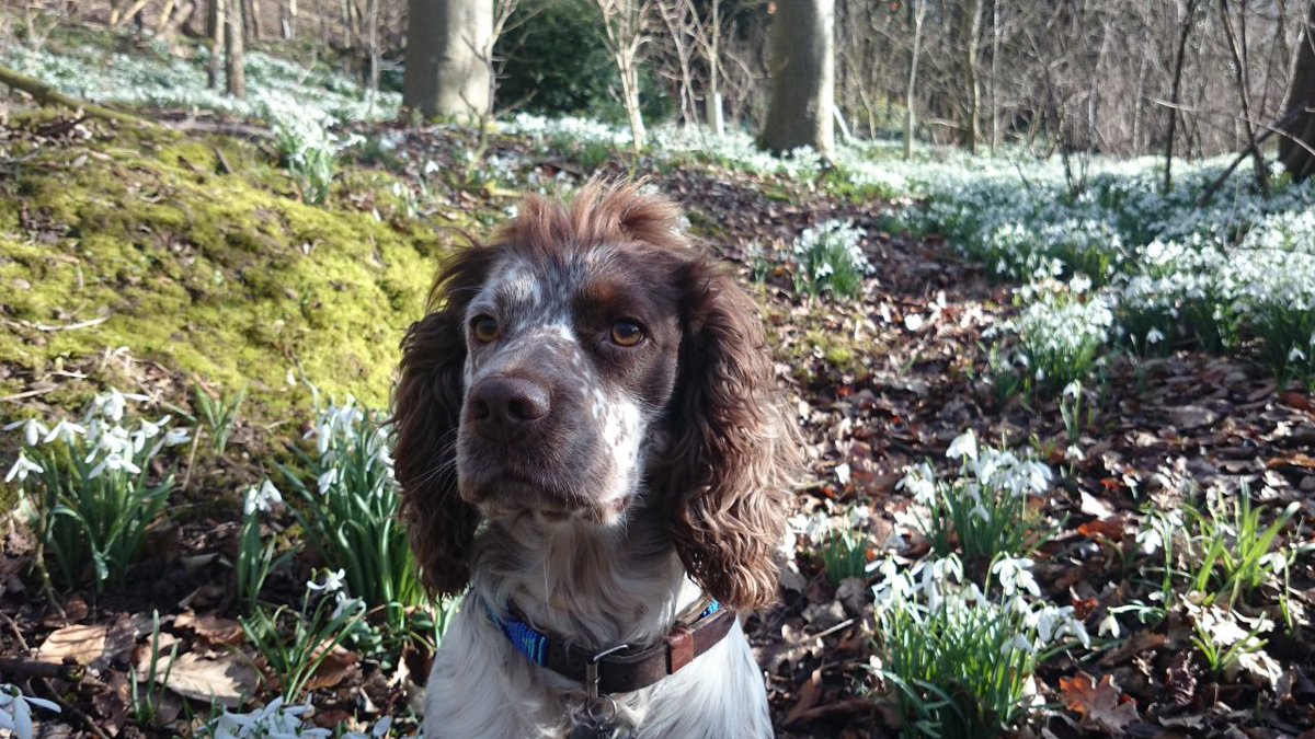UKPetscom's tweet photo. Working Cocker Spaniel For Stud #Dogs #CockerSpaniel #ForStud #DogsForStud #pets #ukpets  https://t.co/Om631t3DYk https://t.co/y37qBbhcrv