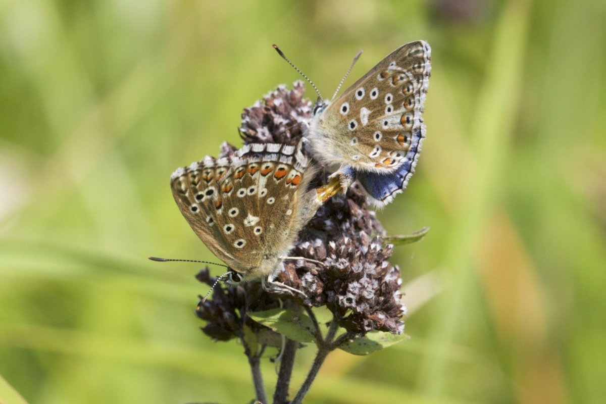 SteyningDScheme's tweet photo. Lots of Adonis Blue action on the Rifle Range &amp; Steyning Coombe today. Bodes very well for next year. https://t.co/TWtmFhq7f7