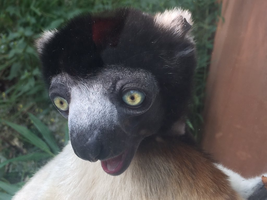 dklopfenstein90's tweet photo. Je ne me lasse jamais d'admirer ces p'tites bêtes ! #zoo #mulhouse https://t.co/ZEJCO3chqf