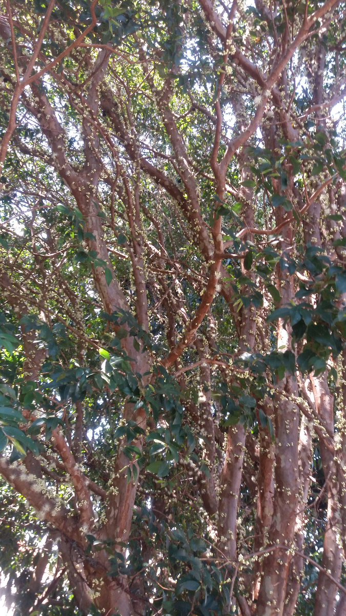 IOriguela's tweet image. 