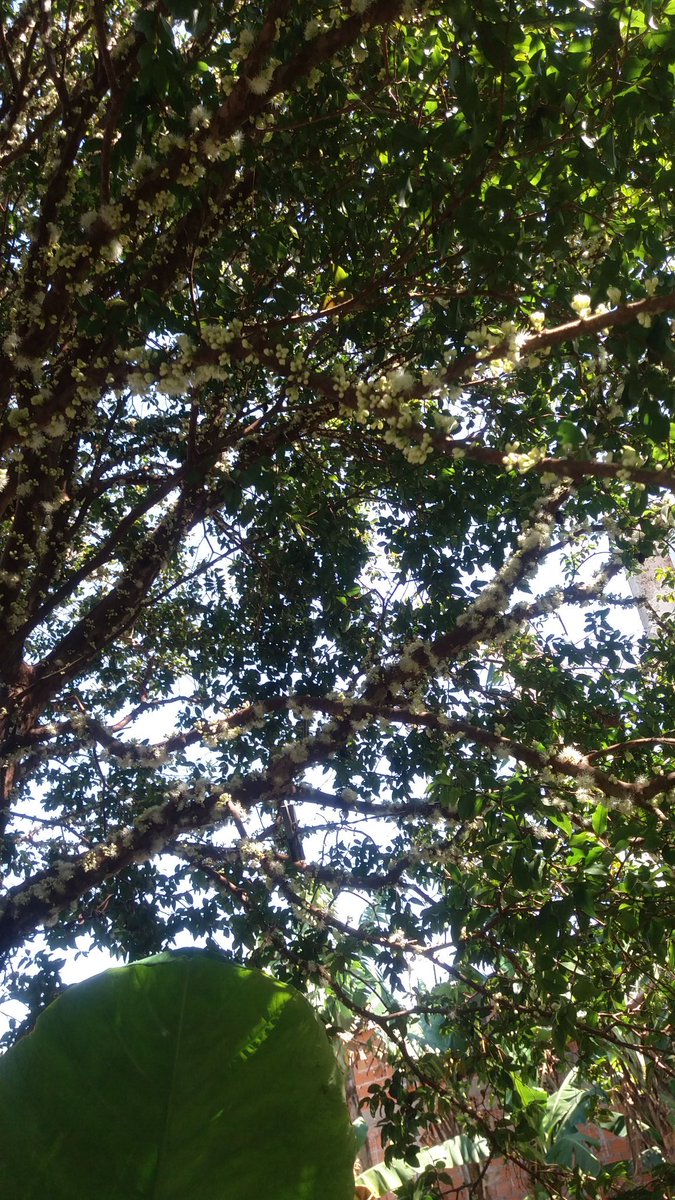 IOriguela's tweet image. 