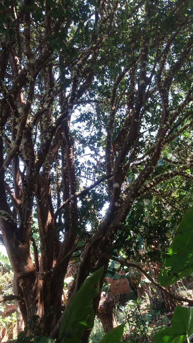 IOriguela's tweet image. 