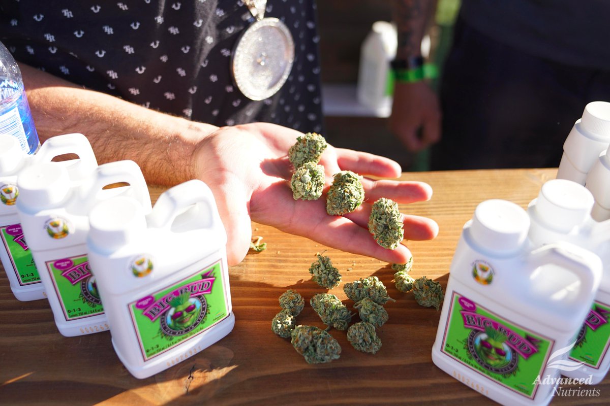 advancednutes's tweet photo. Last day of the #LegendsValley @HIGH_TIMES_Mag #CannabisCup ๐จ๐ฆ
Stop by our booth for a chance to win $1k in #AdvancedNutrients products. https://t.co/xh04Qjn34r