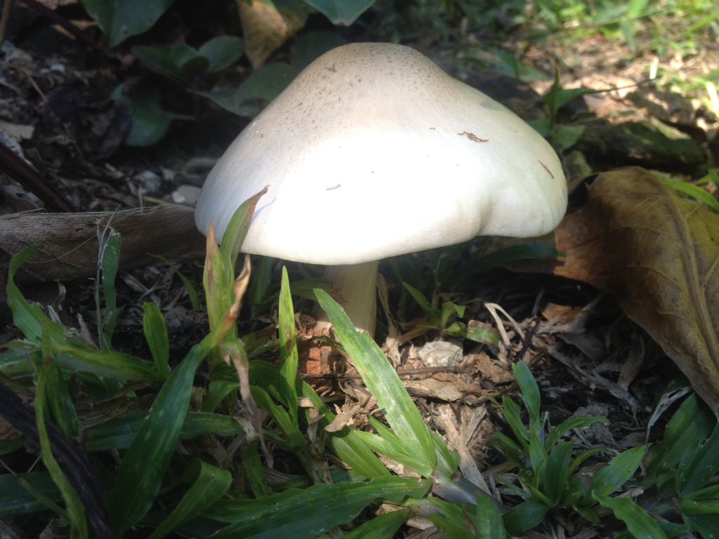Angela_Oak's tweet photo. 😌🍄 https://t.co/jnzrE8rC6q
