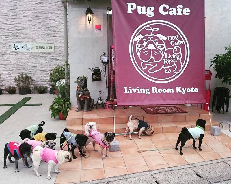 Tokyo Creative Travel It S A Pugs World At The Kyoto Pug Cafe T Co Ogkkpdgwld Tokyo Creative Travel It S A Pugs World At The Kyoto Pug Cafe T Co Ogkkpdgwld