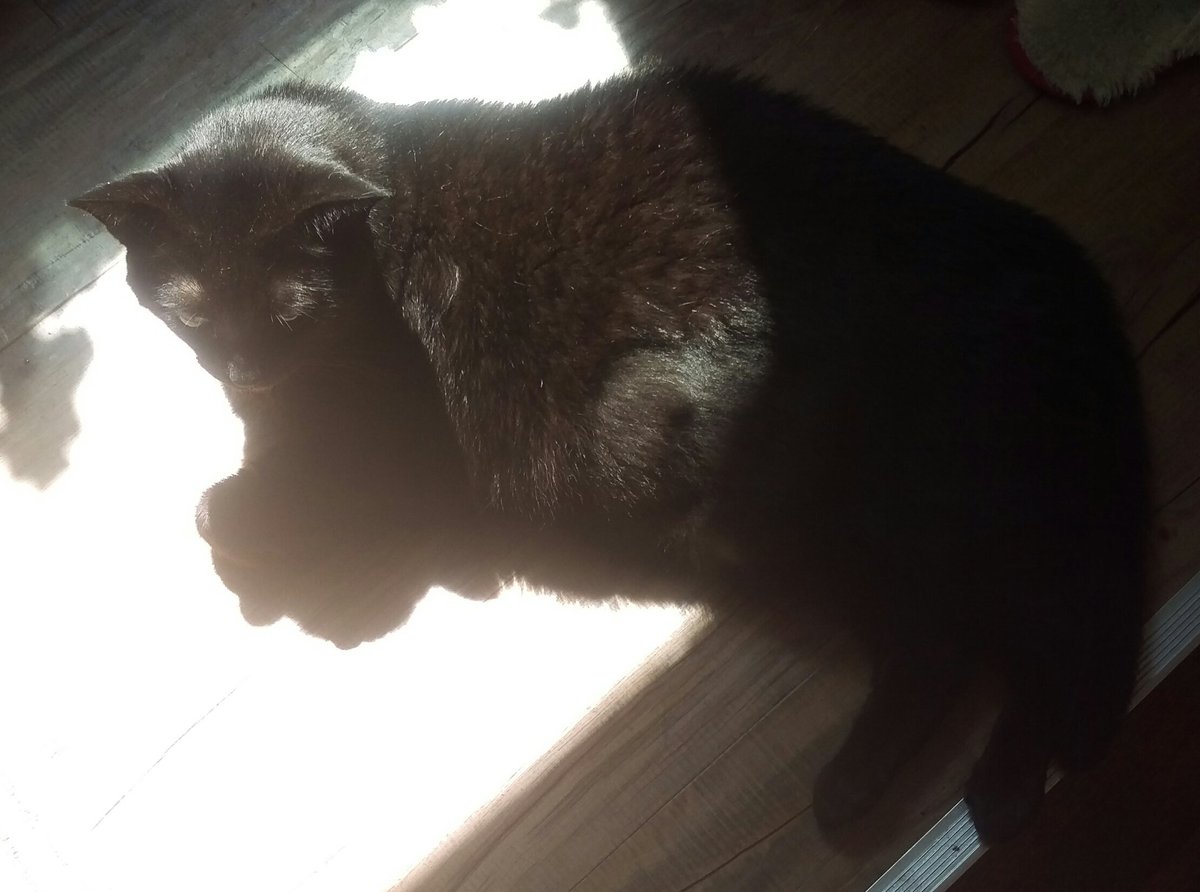 TOCatMayor's tweet photo. #SundayNapDay #SunnyPatch https://t.co/3MiA7a9Y9I