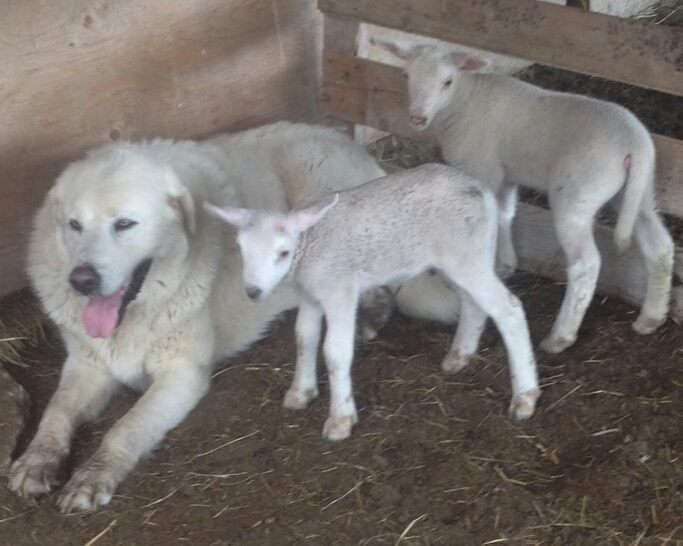 TopsyFarms's tweet photo. Our head dog Marcus, being a temporary mommy.
#dayofthedog #akbash #akbashdog #guardiandogs https://t.co/iITfQOgajk https://t.co/95urprK9Ea