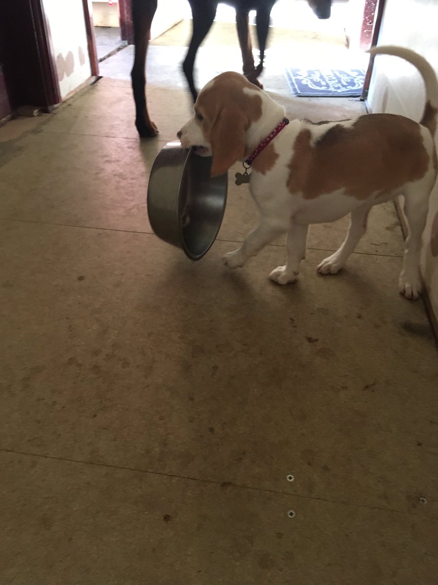 PhDoggo's tweet photo. When a conference lays out a good lunch, and you try your best to get to the front of the queue #phdlife #phdchat #doggo #DogsOfTwitter https://t.co/EWstHlOubf