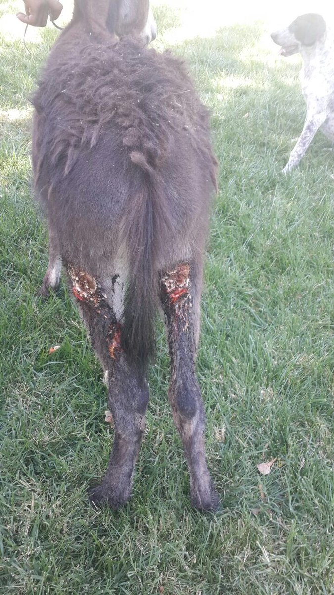 Oflzokn's tweet photo. 4 aylıkken,yük taşıttıkları için yaralanan, terk edilen bi sıpa vardı hatırlar mısınız? @egzOzpirincci 'ye sahiplendirmiştik.İşte kendileri😀 https://t.co/3PTaYO1jqY