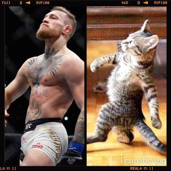 ZeAlphaNerd's tweet photo. #MayweatherVsMcGregor https://t.co/YgOLP9Qdnp
