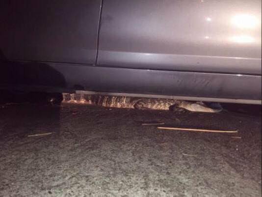 DMetzger22's tweet image. Ft.Bend County Texas/Cinco Ranch Texas