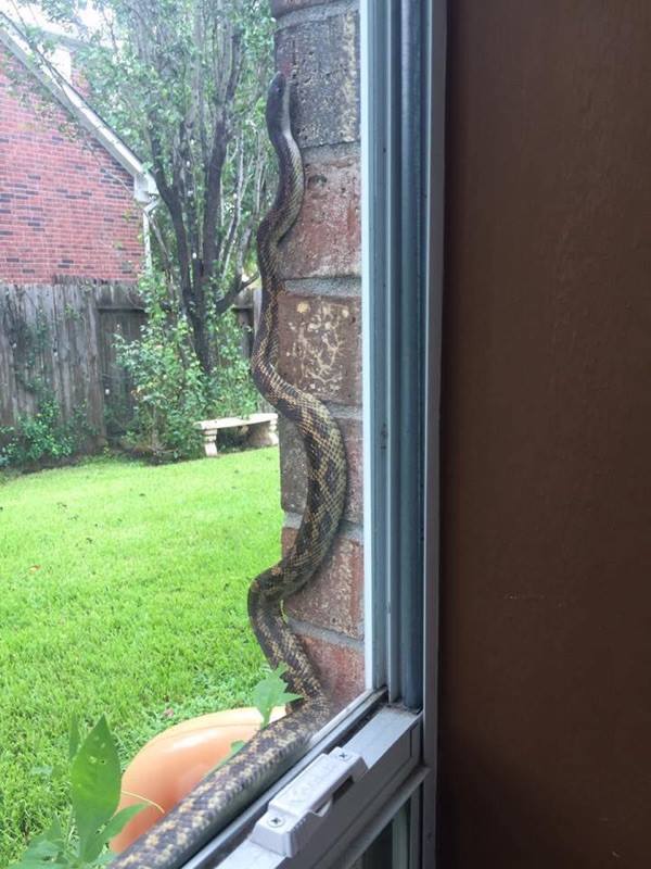 DMetzger22's tweet image. Ft.Bend County Texas/Cinco Ranch Texas