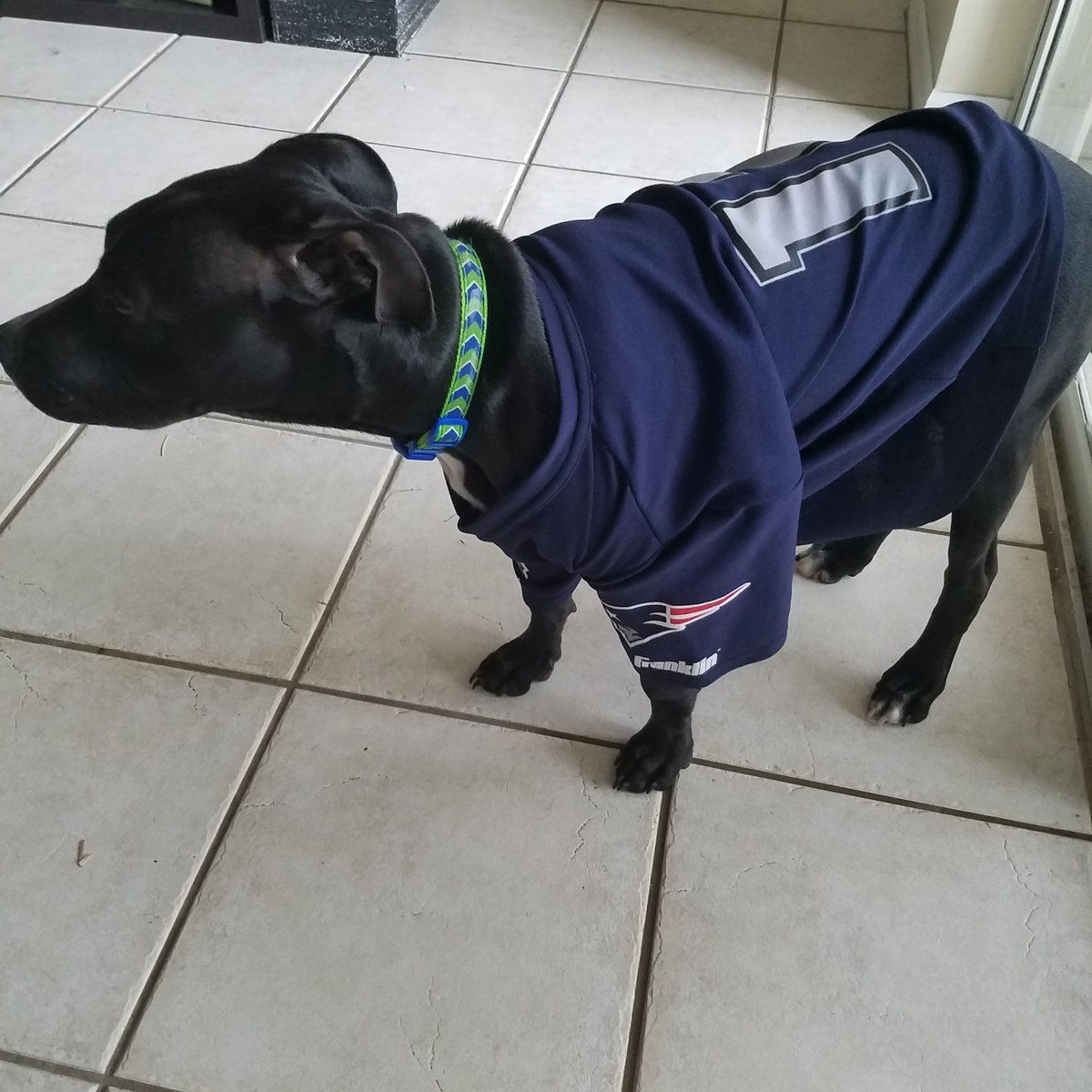 kimmyann2012's tweet photo. Edelman out Jack in #justjack #puppylove #patriots https://t.co/2IZrcV1OMf